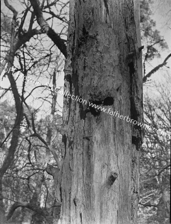 ROOSTS OF TREE-CREEPER